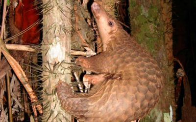 La maldición del pangolín