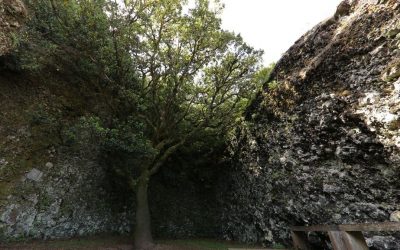 La Leyenda del Árbol Garoé