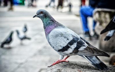 Las palomas, símbolo de paz