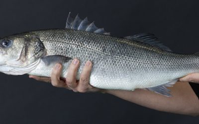 La gran lubina atlántica