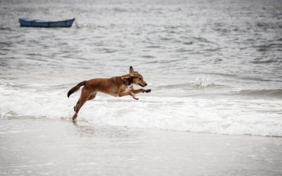 A la playa con mi perro