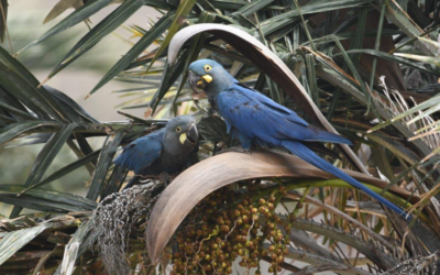 Nace la primera cría de guacamayo de Lear en su hábitat natural