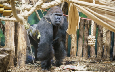 El gorila Kiburi se une a una nueva familia en el Zoo de Londres