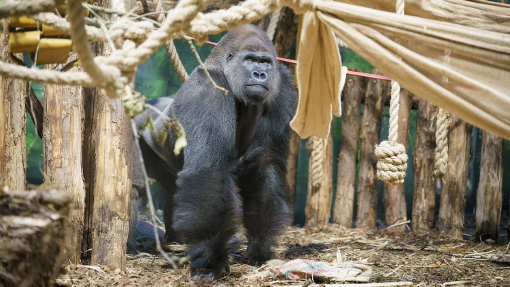 El gorila Kiburi se une a una nueva familia en el Zoo de Londres